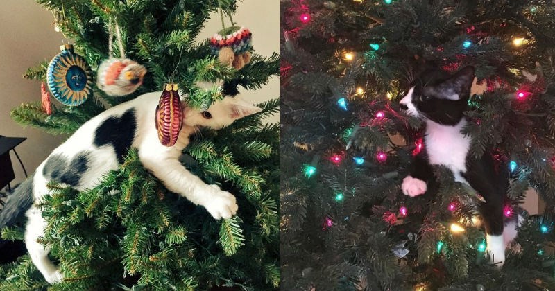 christmas,christmas tree,ornaments,Cats