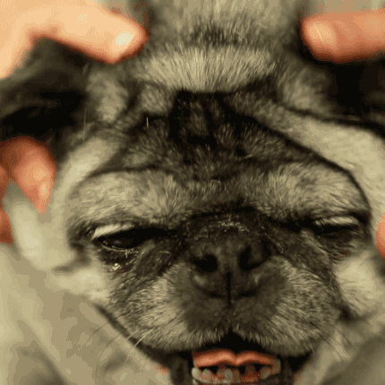And this is Edna, a gloriously chunky ten-year-old pug, who was relinquished by her owner when they could no longer take care of her. She loved it when we massaged her neck rolls.