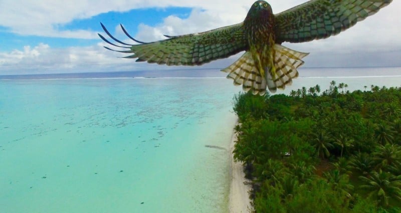 bird-attack-in-french-polynesia-by-actua-drone