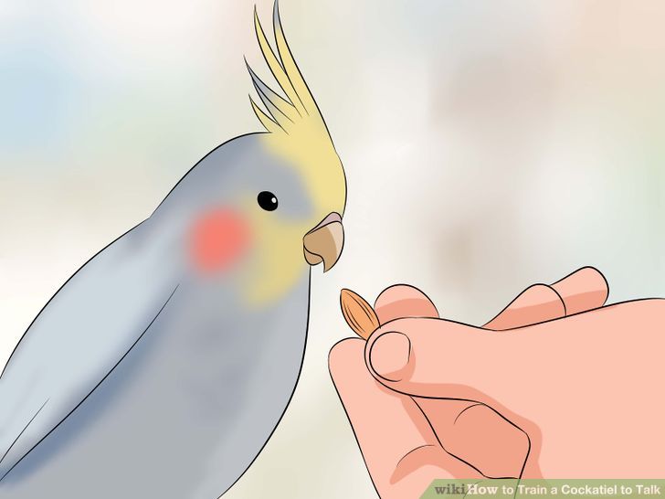 Train a Cockatiel to Talk Step 7.jpg