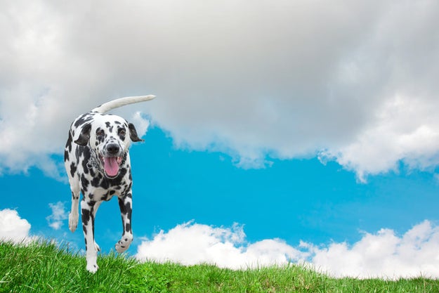 This delighted Dalmation is counting down the hours until she can clock the F out...