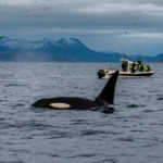 Orcas were often near the boat as we tried to swim with them in the fjord.