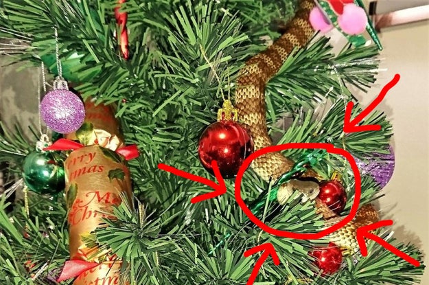 Snakes are having a GOOD TIME this summer. Snakes have popped up in Christmas trees, invaded children's bedrooms, consumed other snakes, and God knows what else.