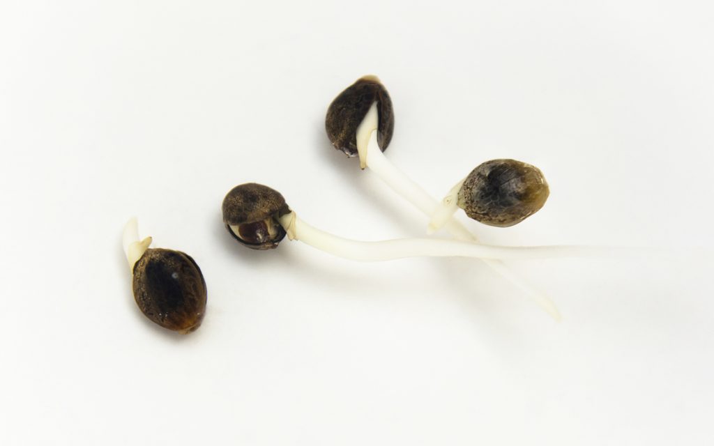 Germinated Hemp Seeds