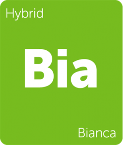 Leafly Bianca cannabis hybrid strain tile