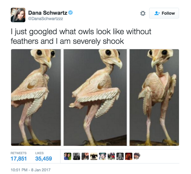 Everyone on Twitter is flipping out after the arts and culture writer at the New York Observer, Dana Schwartz, decided to Google what a featherless owl look like: