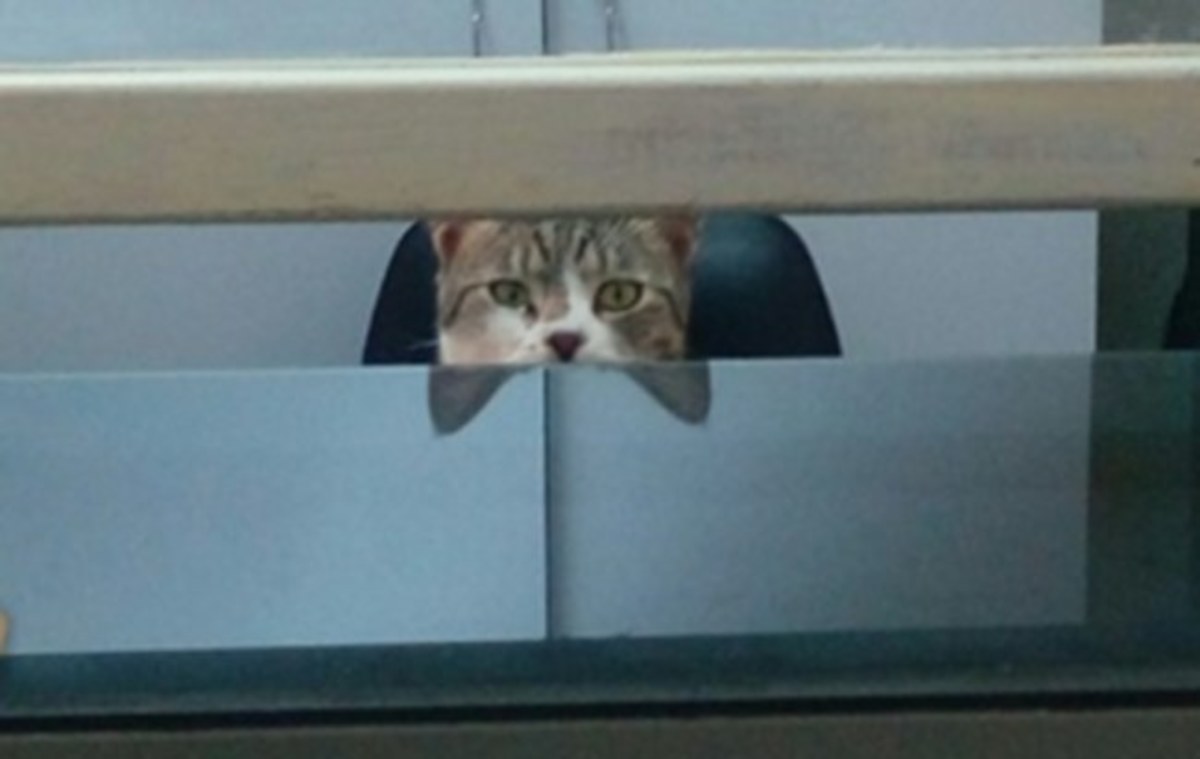 Σπάρτη: Γάτα ο γραμματέας στα επείγοντα του νοσοκομείου – Οι απίθανες εικόνες που σαρώνουν το διαδίκτυο [pics] | Newsit.gr