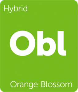 Leafly Orange Blossom cannabis hybrid strain tile