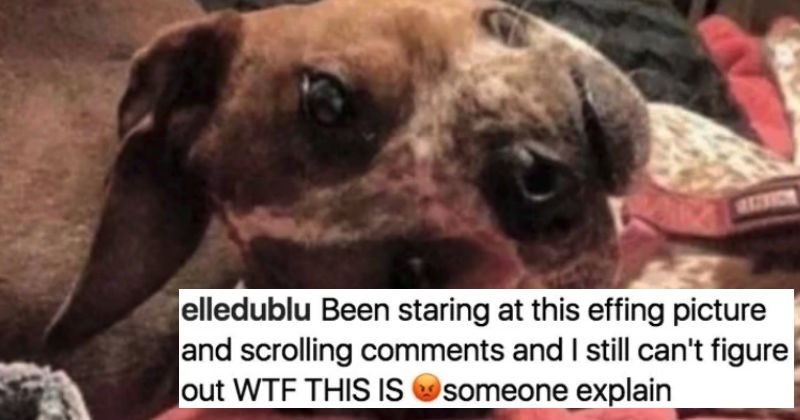 Weird picture of dog taken at strange angle ends up resulting in optical illusion.