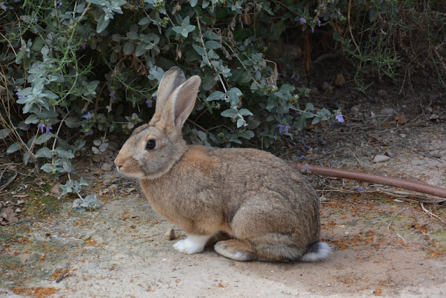 Alicante rabbit