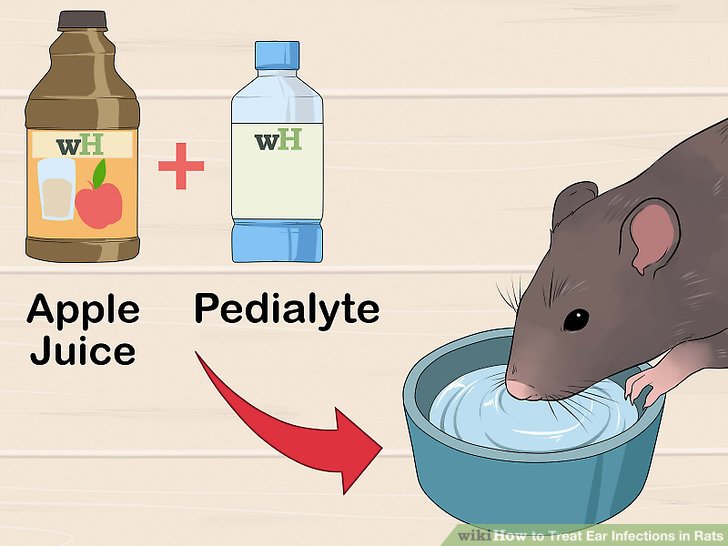 Treat Ear Infections in Rats Step 14.jpg