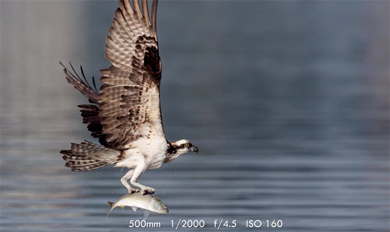 Capturing fast birds