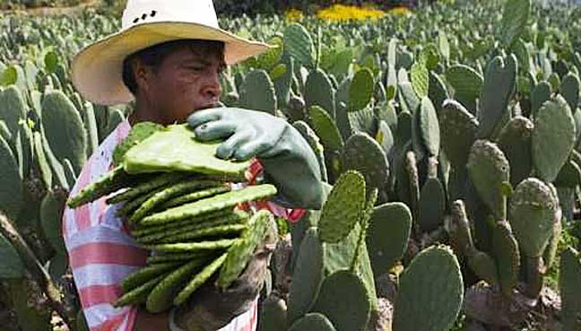 UN dishes up prickly pear cactus in answer to food security