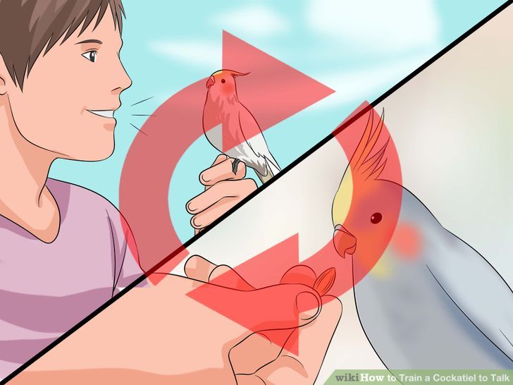 Train a Cockatiel to Talk Step 8.jpg