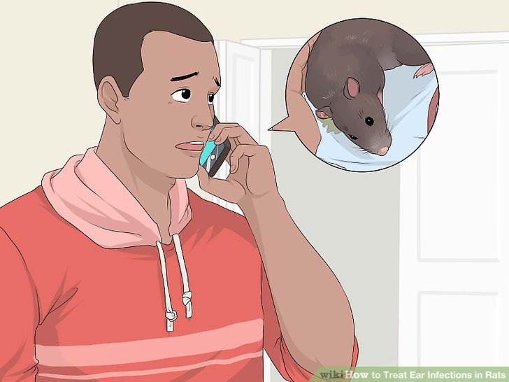Treat Ear Infections in Rats Step 19.jpg