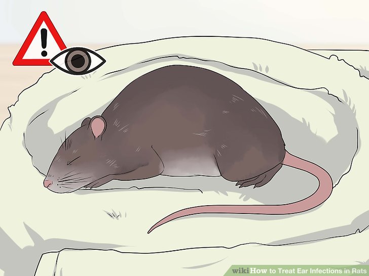 Treat Ear Infections in Rats Step 2.jpg