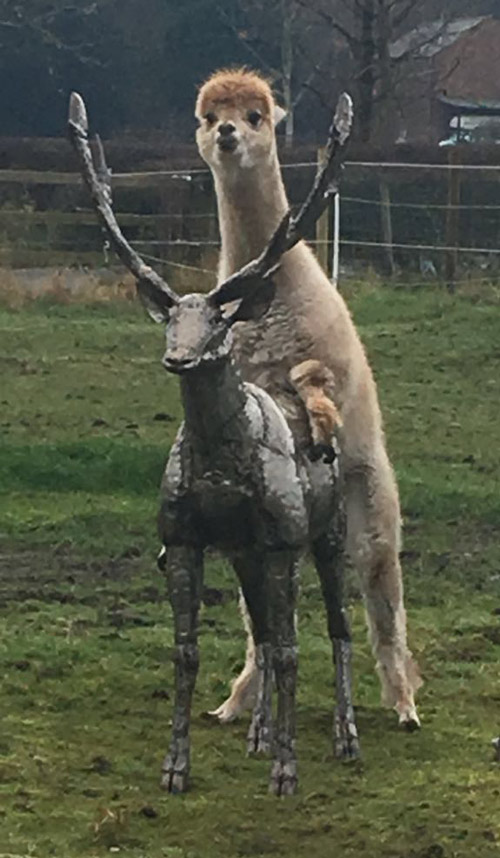 Nana sent me a picture of her neighbour's alpaca humping their new stag sculpture