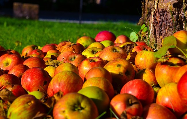 Autumn Tree Apple Tree Apple Fruit 1719620