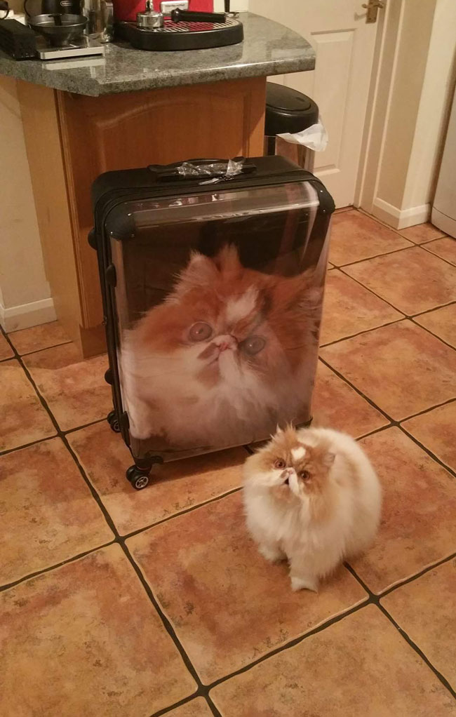 My Girlfriend's brother got a new suitcase for Christmas