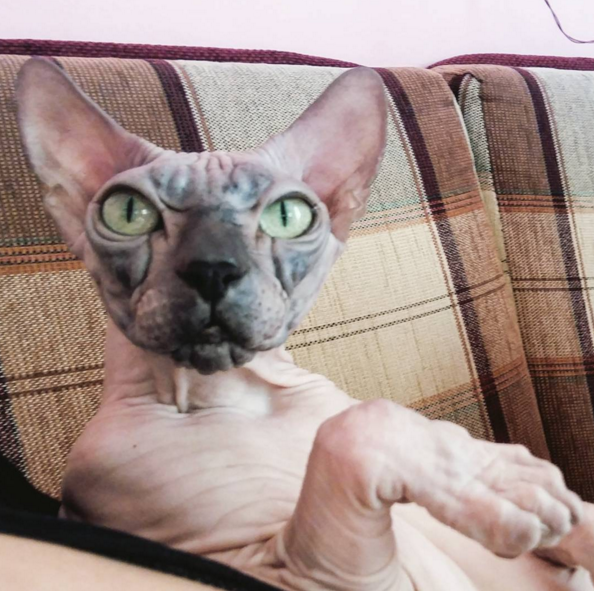 This is a hairless cat.