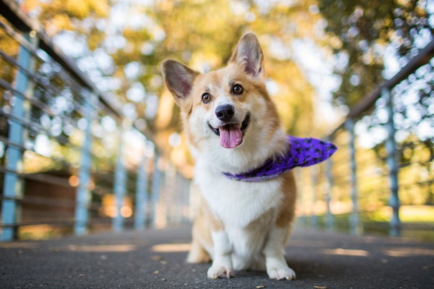 Like, what are people even into about corgis? Is it that they have short legs?