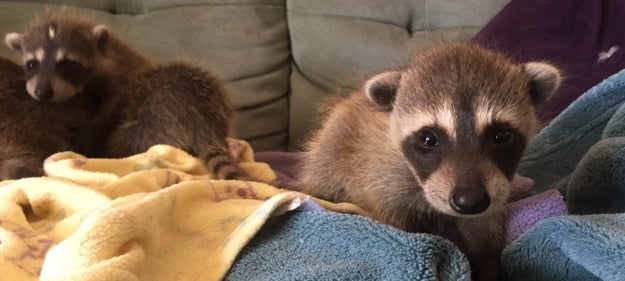 These baby raccoons almost didn't make it after they found starving and near death as newborns in a moving truck that had traveled from Florida to California.