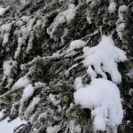 Fotos de Laponia Finlandesa, nieve en los abetos