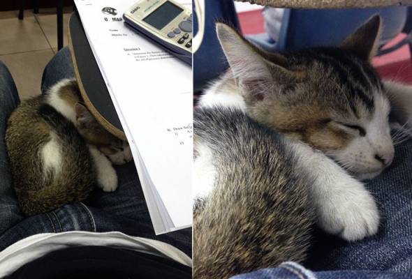 Pelajar terkejut status 'kucing tidur atas riba semasa peperiksaan' tular