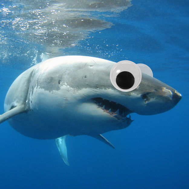 This dangerous great white shark is swimming up to you just to say, "hi" with googly eyes on.