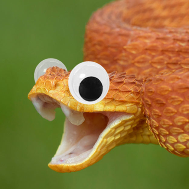 This normally angry, venomous, bush viper actually looks very happy to see you with his googly eyes on.