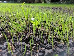 When is the Best Time to Plant Grass Seed in Minnesota?