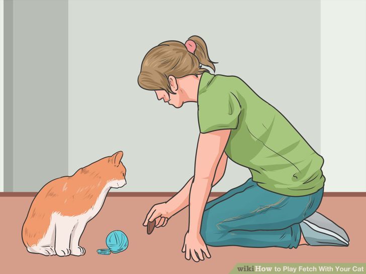 Play Fetch With Your Cat Step 8 Version 3.jpg