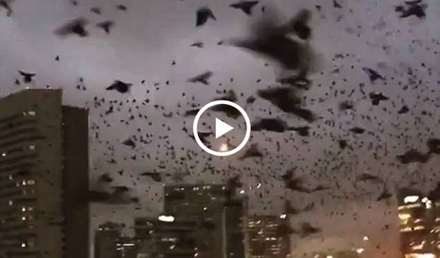 Video: Tiba-tiba Ribuan Burung Hitam Bersuara Menakutkan Menyerbu Texas, Pertanda Apa?