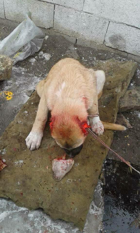 Netizens Are Furious Over These Two Guys Who Tortured a Poor Dog. WARNING: GRAPHIC CONTENT!