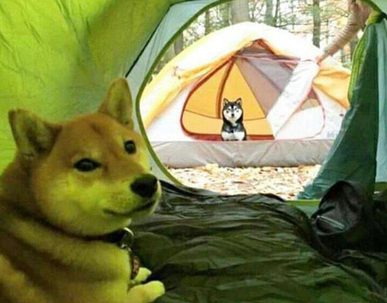 An in tents stare down