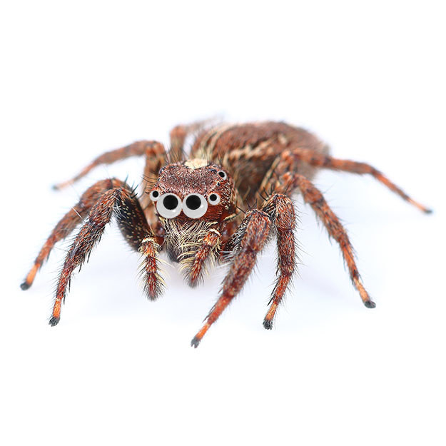 This home spider doesn't want to pounce, he's just asking for a hug!