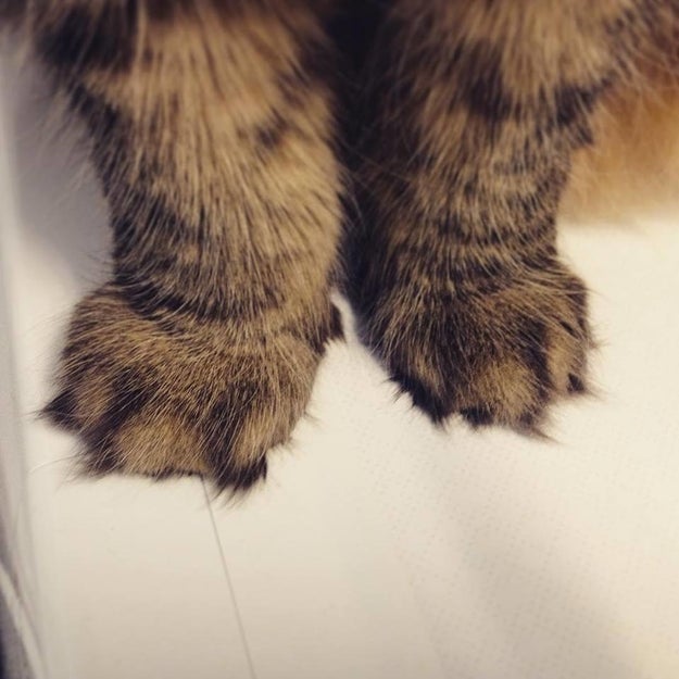 Perhaps you like your paws a little fluffier?