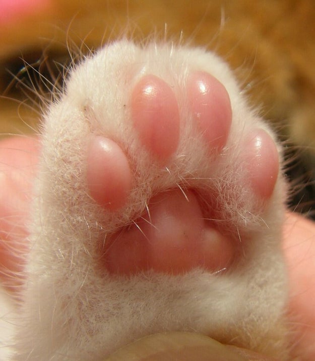 Or you like looking at the little pink toe-beans: