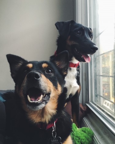 The author&#039;s two dogs, who look extremely happy 