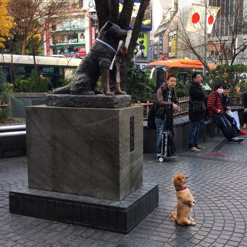 This little puppy probably want a picture taken with statue of...