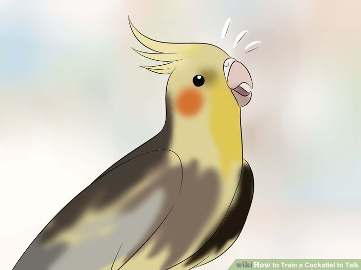 Train a Cockatiel to Talk Step 6.jpg