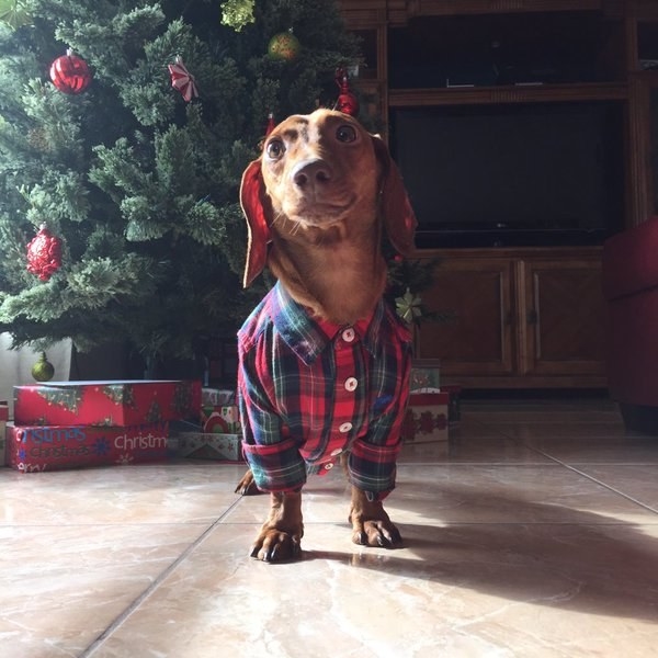 A weenie that knows how to dress.