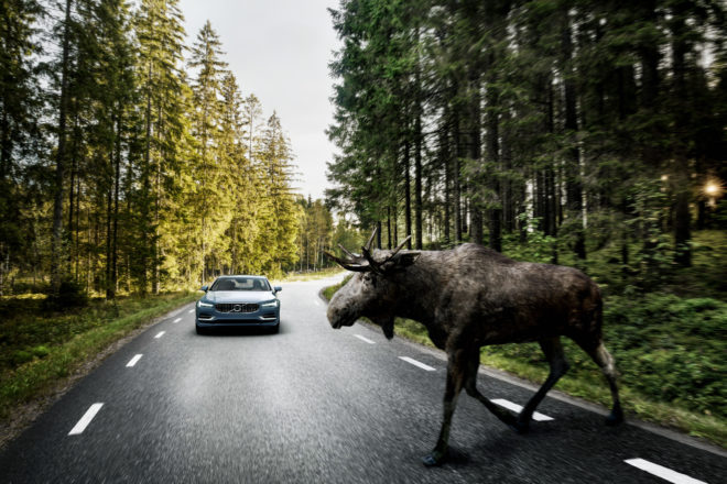 Volvo’s Cars Now Spot Moose and Hit the Brakes for You
