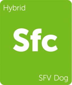 Leafly SFV Dog hybrid cannabis strain