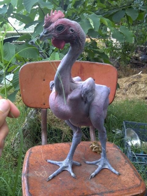 And this is a featherless rooster.