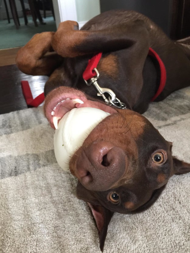 Everyone knows that dobermans are scary dogs.