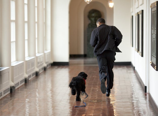 It didn't take long for President Obama and Bo to become close friends.