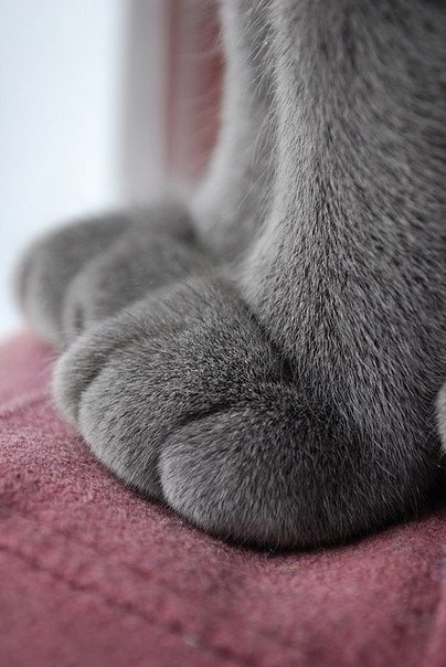 Feeling a bit down today? No worries, just look at these cat paws: