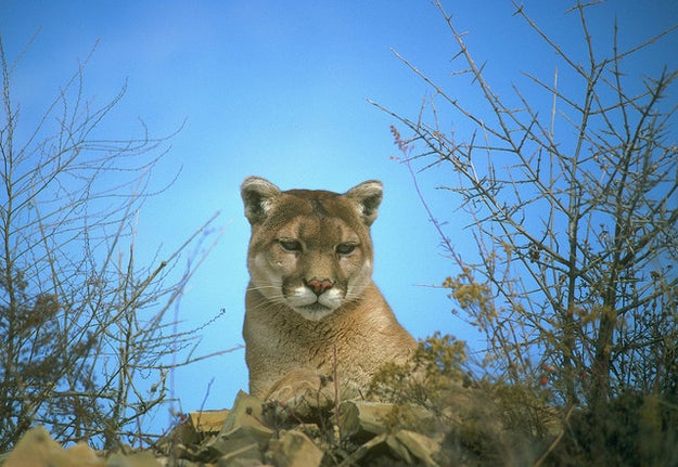 This cougar, who's been eyeing you from across the room (waiting for a chance to strike).