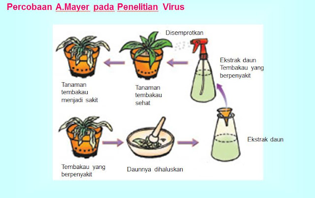 Percobaan Adolf Mayer pada Penelitian Virus
